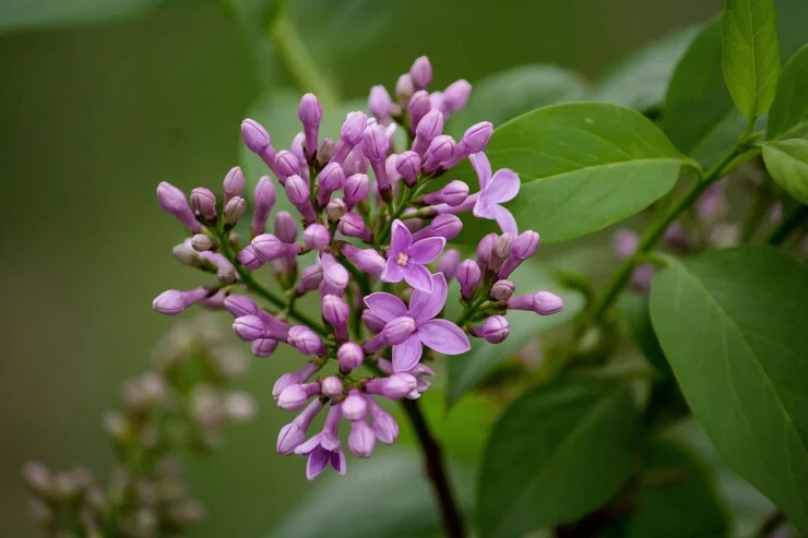 Lilac Tree