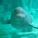 Down syndrome in Beluga Whales