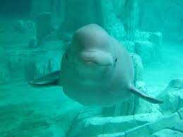 Down syndrome in Beluga Whales